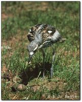 Bush Thick-knee - Burhinus grallarius