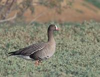 Lesser White-fronted Goose (Anser erythropus) photo