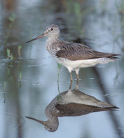 Common Greenshank (Tringa nebularia) photo