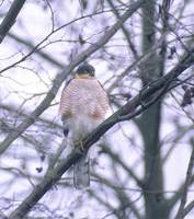 Eurasian Sparrowhawk (Accipiter nisus) photo