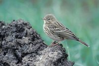 Meadow Pipit (Anthus pratensis) photo