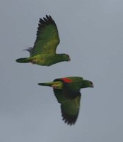 Red-crowned Parrot - Amazona viridigenalis