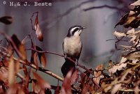 Black-eared Cuckoo - Chrysococcyx osculans