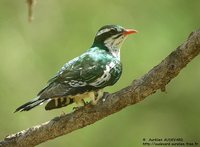 Dideric Cuckoo - Chrysococcyx caprius