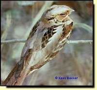 Large-tailed Nightjar - Caprimulgus macrurus