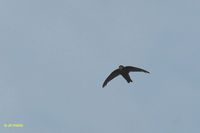 House Swift - Apus nipalensis