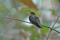 White-tipped Sicklebill - Eutoxeres aquila