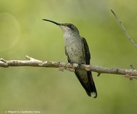 Antillean Mango - Anthracothorax dominicus