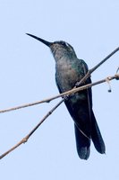 Cuban Emerald - Chlorostilbon ricordii