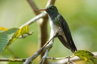 Glittering-throated Emerald - Polyerata fimbriata