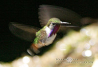 Bumblebee Hummingbird - Atthis heloisa