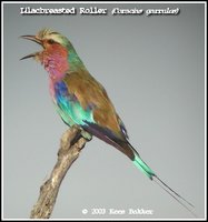 Lilac-breasted Roller - Coracias caudata