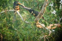 Many-banded Aracari - Pteroglossus pluricinctus