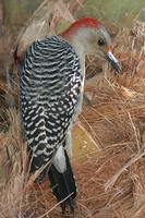 Red-bellied Woodpecker - Melanerpes carolinus