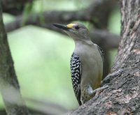 Golden-fronted Woodpecker - Melanerpes aurifrons