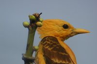 Cream-colored Woodpecker - Celeus flavus