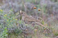 Scale-throated Earthcreeper - Upucerthia dumetaria