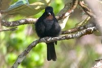 Velvety Black-Tyrant - Knipolegus nigerrimus