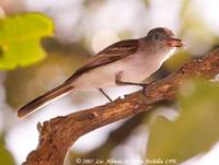 Puerto Rican Flycatcher - Myiarchus antillarum