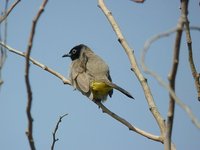 White-spectacled Bulbul - Pycnonotus xanthopygos