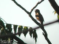 Common Nightingale - Luscinia megarhynchos