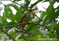 Spectacled Spiderhunter - Arachnothera flavigaster