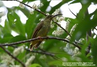 Spectacled Spiderhunter - Arachnothera flavigaster