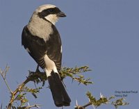 Gray-backed Fiscal - Lanius excubitoroides