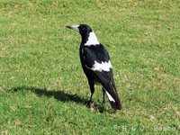 Australasian Magpie - Gymnorhina tibicen