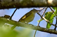 Yellow-green Vireo - Vireo flavoviridis