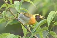 Guira Tanager - Hemithraupis guira