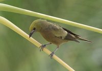 Palm Tanager - Thraupis palmarum