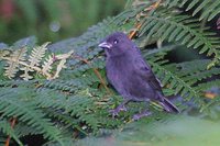 Sooty Grassquit - Tiaris fuliginosa