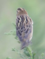 Bobolink - Dolichonyx oryzivorus