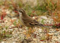 Bar-winged Cinclodes