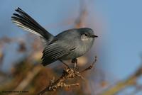 *NEW* Masked Gnatcatcher - female