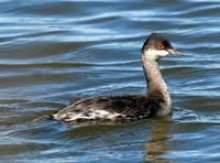 Western Grebe       