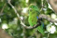 Blue-winged  parrotlet   -   Forpus  xanthopterygius   -   Pappagallino  aliblu