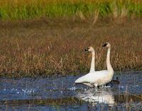 Trumpeter Swans on their way south during the fall migration.