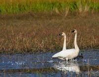 Trumpeter Swans on their way south during the fall migration.