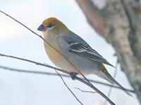 Pine Grosbeak (Female)