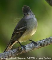 Yellow-bellied Elaenia (Elaenia flavogaster)