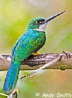 A Rufous-tailed Jacamar photographed during a FONT tour