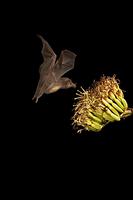 Mexican Long-tongued Bat ( Choeronycteris mexicana ) At agave plant ( Agave sp . ) Amado , Arizo...