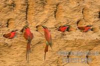 Southern Carmine Bee eaters nesting in river bank stock photo