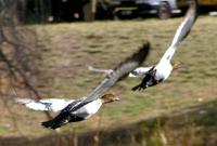 Australian Wood Ducks