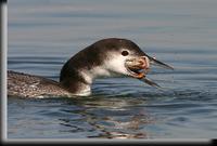 Common Loon, Barnegat Light, NJ