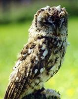 Tawny Owl