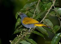 Grey-bellied Bulbul