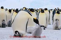 FT0100-00: Emperor Penguin adult with a chick on its feet pecks a passing chick. Antarctica